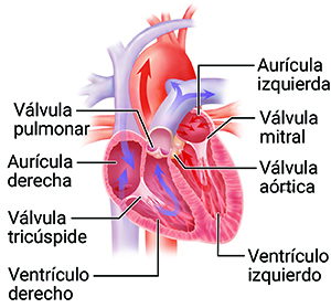 Sección transversal del corazón con flechas que muestran la circulación sanguínea.